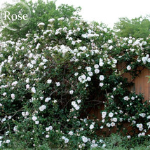 Single Petalled White Climbing Rose Flower 50 Seeds Strong Fragrant Seeds Climbi - $11.95