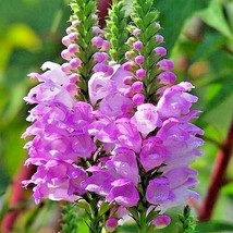 76+ Obedient Plant Flower Seeds - $17.85