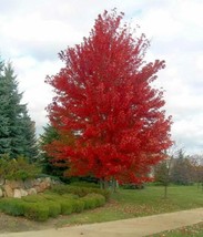 Acer X Freemanii Autumn Blaze Red Maple Tree Seeds Fresh Garden USA SELLER - $18.98