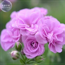 PWO Fresh Geranium Fully Light Purple Chinese Rose-Typed Compact Bonsai Flowers, - $2.42