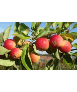 PPA 25+ Jelly King Crabapple Seeds For Garden Planting - USA  - £5.72 GBP