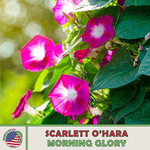 50 Seeds Scarlett O&#39;hara Morning Glory Quick Garden Glow With Heirloom - £6.44 GBP