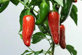 100 Early Jalapeno Pepper Chille Seeds USA Garden - £5.80 GBP