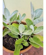 California Buckwheat plants (2 per order) - €12,01 EUR