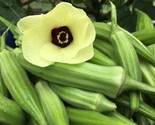 50 Clemson Spineless Okra Seeds Non Gmo Heirloom Fresh Fast Shipping - $8.99