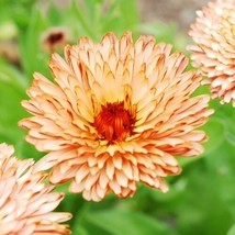 HGBO 40 Seeds Calendula Pacific Beauty Apricot Flower Seeds Reseeding Long Lasti - £6.28 GBP