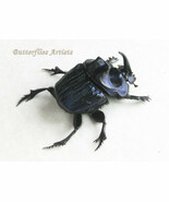 Huge Purple Scarab Beetle Coprophanaeus Megaphanaeus Lancifer XL Framed ... - $2,470.70 MXN