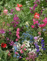 Wildflower Mix Shade With Perennials 16 Species Pollinators 1000 Seeds - £7.05 GBP