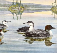 Common Loon And Red Throated 1955 Plate Print Birds Of America Nature Ar... - £22.56 GBP