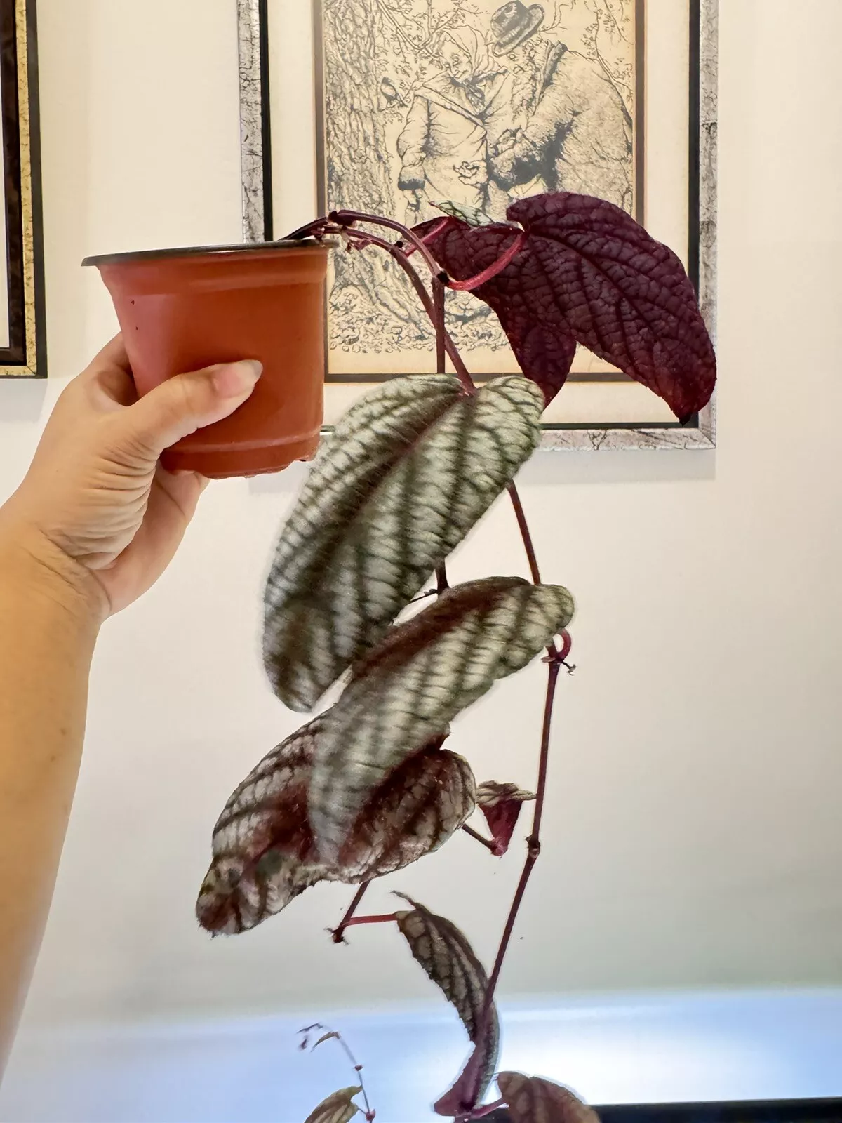 Begonia Vine/Cissus Discolor Live House Plant Rooted 22&quot; Long in 4&quot;Pot U... - $33.00