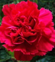 Gun-el New 30 Scarlet Red Carnation Flower Seeds Perennial - £7.72 GBP