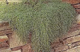 Thyme Mother of (Creeping) Thymus 10,000 seeds - £23.80 GBP