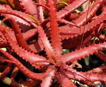 ALOE CAMERONI Red Aloe Vera Succulents Garden Plants 5 seeds Item image 3