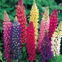 USA Seller Lupine Seeds Russell Mix 250 Flower Seeds - £14.15 GBP