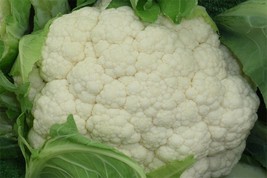 Cauliflower seeds , code 149 - £3.98 GBP