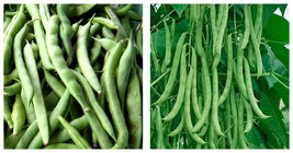 Kentucky Wonder Pole Bean 30 Seeds Chinese Four Seasons Pole Green Bean - £15.17 GBP