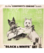 1960 Black &amp; White Scotch Buchanan Advertisement Scottish Terrier Westie... - €25,51 EUR