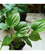 50 Seeds Organic Indian Betel Leaf Piper Lolot Tall Antioxidantpaan Leaf... - $9.82