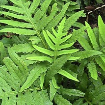200 Sensitive Fern Spores Seeds Fiddlehead Fern New Fresh US Shipping - $4.80