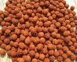 1100 pz perline di semi di Rudraksha sfusi di origine nepalese, naturali... - $60.56