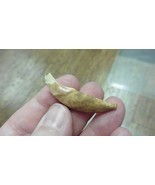 (ak-t**th-76) 1-1/2&quot; Ancient Siberian dog canine t**th DIY wire for pendant - $37.18 CAD