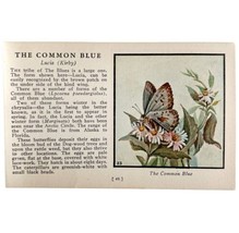 Common Blue Butterfly 1934 Butterflies Of America Antique Insect Art PCB... - £15.44 GBP