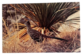 Roadrunner State Bird of New Mexico Carlsbad State Park NM UNP Postcard c1960s - £4.73 GBP