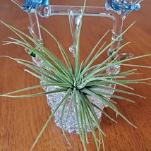 Live Air Plant in Hand Spun Wishing Well Holder, Blue Birds, Airplant Planter image 4