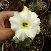 Golden Satisfaction Adenium Desert Rose 2 Seeds light green double petals - £7.81 GBP