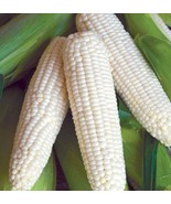 SDC White Sweet Corn Truckers Favorite Seeds Organic Seed Fresh Seeds - $20.74