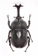 Handmade Rhino Beetle Statuette Fine Insect Figurine Bugs 1 pc - £29.89 GBP