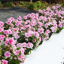 VINCA SEEDS MEGA BLOOM ICY PINK 25 SEEDS LARGE BLOOMS NEW VARIETY - £17.96 GBP