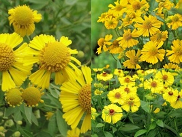 500 Perennial  AUTUMN SNEEZEWEED Native Wildflower Summer Seeds Garden Container - $16.75