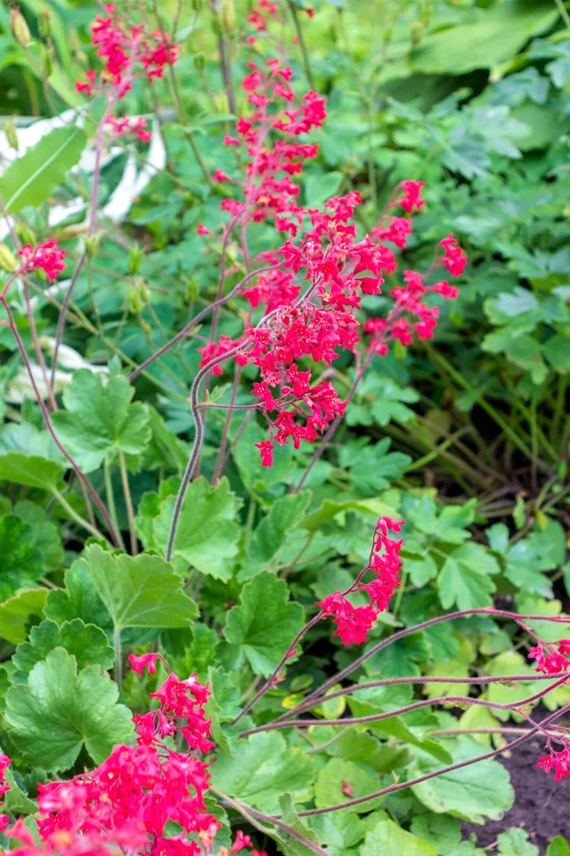 100 SEEDS Red VIVID CORAL BELLS - £11.36 GBP