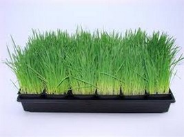 Cat Grass- 100 Seeds Fresh Garden Usa Seller - £5.08 GBP