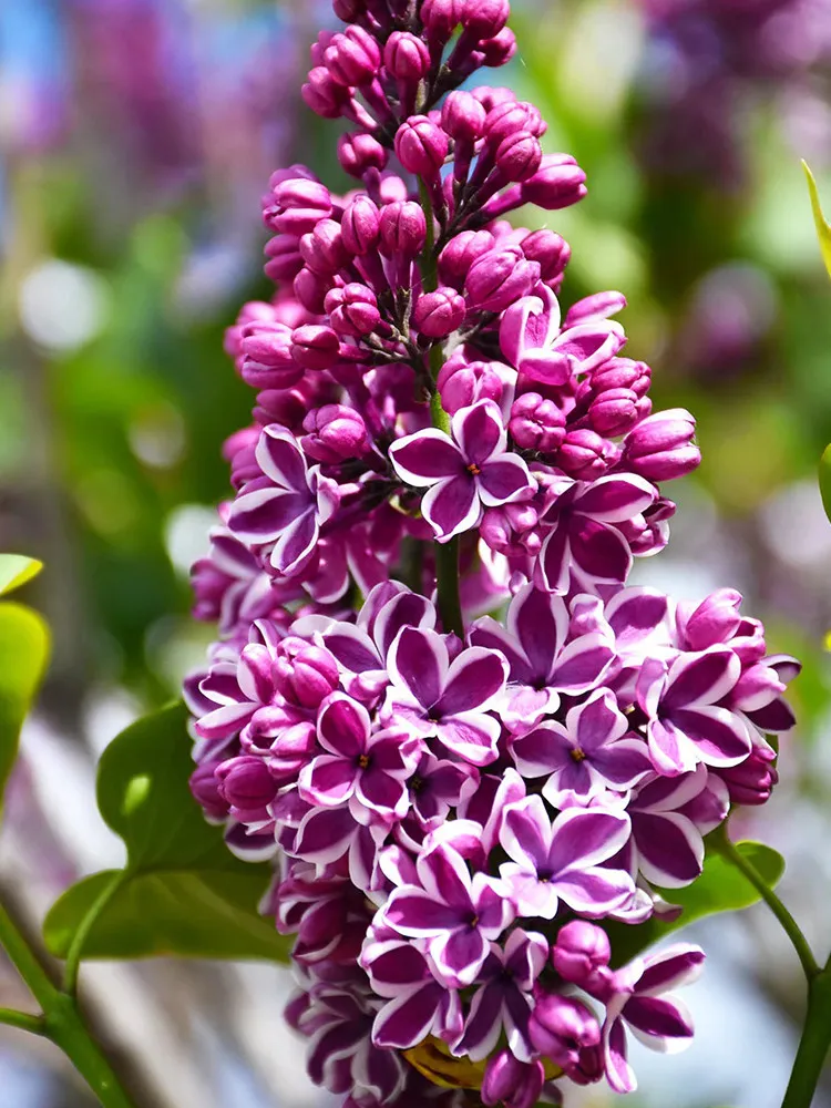 US Seller 100 pcs Syringa Vulgaris Seeds Purple Lilac Multi-stemmed Smal... - £7.06 GBP