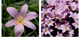 40 Seeds Pink Rain Lily Zephyranthes robusta Seeds - £20.77 GBP