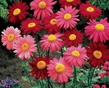 Chrysanthemum Robinson Mix 200 NON GMO Seeds - £5.35 GBP
