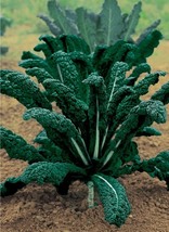 Kale Nero Di Toscana, 300 Seeds R - £11.27 GBP