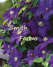 25 Seeds Deep Purple Clematis Flowers Clematis Spp Beautiful Garden Fresh USA Ga - $12.49