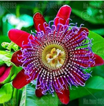 20 Seeds Passion Flower Bonsai Evergreen Climbing Woody Vine Climbing Flower Pot - $10.89