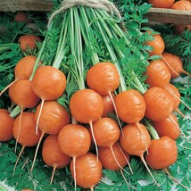 Ship From Us Parisian Carrot Vegetable Seeds ~8 Oz Seeds -NON-GMO, Heirloom TM11 - £74.11 GBP