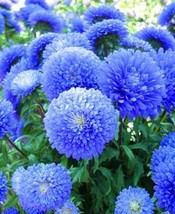 50 Blue Aster Flower Seeds Bloom Flowers Spring Seed Perennial Wildflowe... - $167.97 MXN