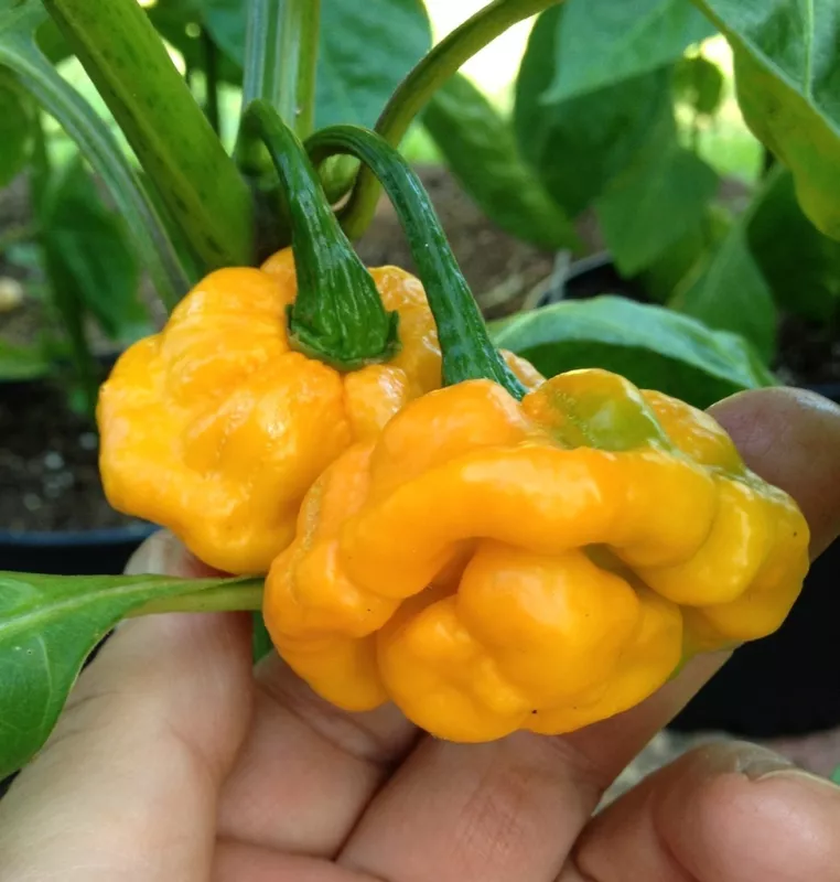 40 Seeds Yellow Scotch Bonnet Pepper Very Hot Jamaican Capsicum Annuum Vegetable - £9.79 GBP