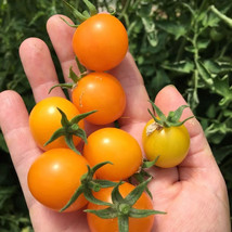 New Fresh 50 Seeds Gold Nuggets Tomato Juicy Tomatoe Vegetable Garden - $7.00
