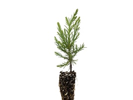 Live Plant Giant Sequoia Small Tree Seedling - £17.32 GBP