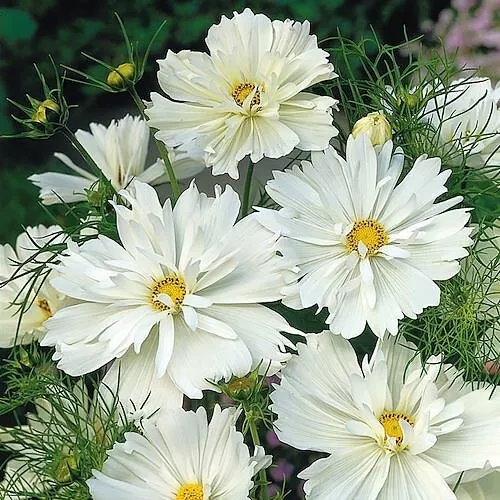 Seeds USA Seller 200 Psyche White Cosmos Seeds Planting - $10.96