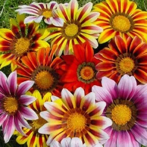 Gazania Seeds Leader Striped Mix Seeds 50 Flower Seeds Fresh Seeds - £20.46 GBP