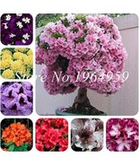 100 Pcs Bag Japanese Azalea See Ed Rhododendron Azalea Flower See Ed Tree See Ed - $13.24