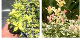 Starter Plant ( 8m ) Goshiki Variegated Tea Olive (osmanthus) - ( 1 live plant ) - £31.96 GBP